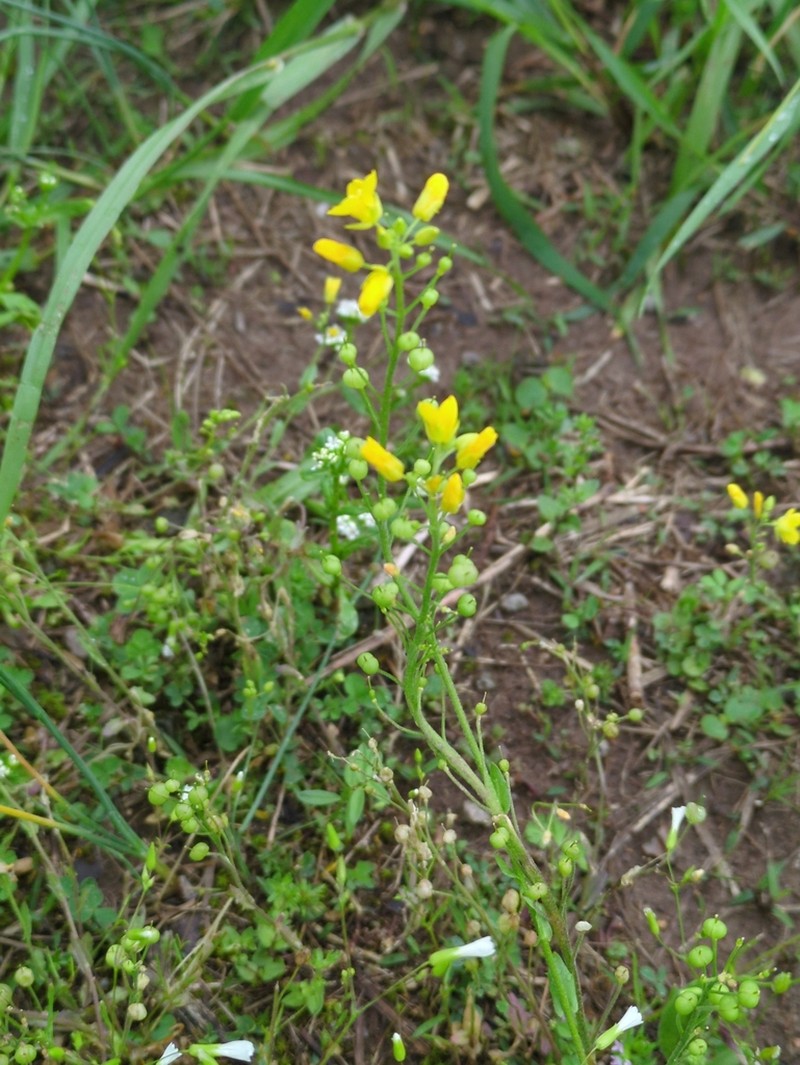 Lyreleaf Bladderpod photo 5