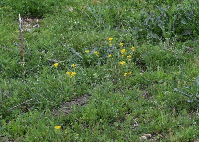 Lyreleaf Bladderpod photo 6