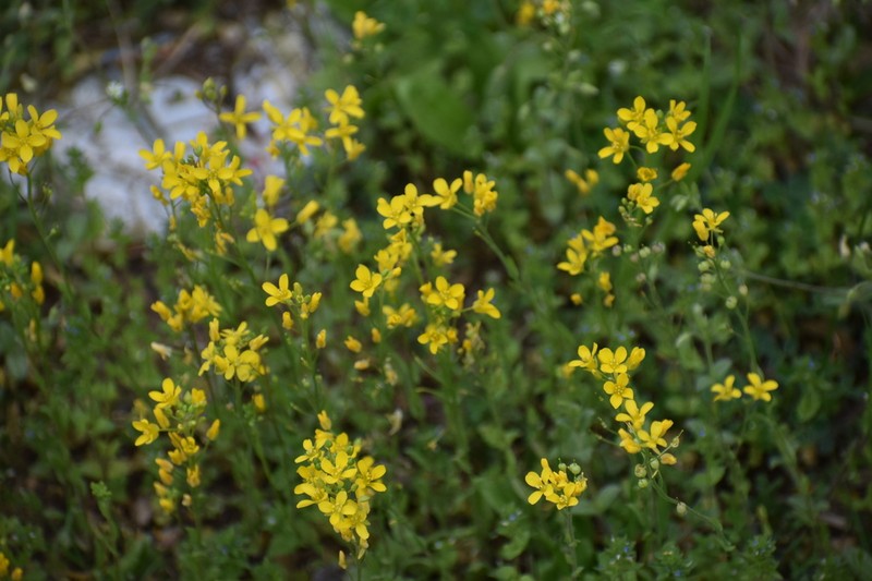 Lyreleaf Bladderpod photo 7