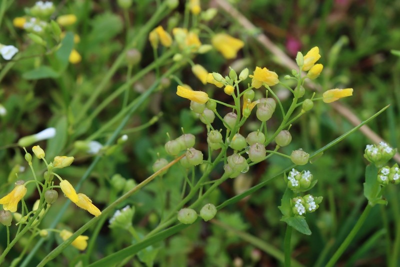 Lyreleaf Bladderpod photo 8