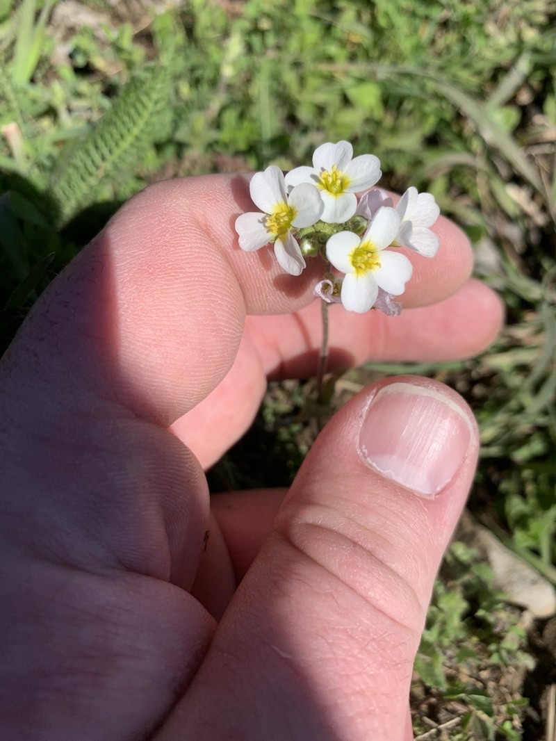 Spring Creek Bladderpod