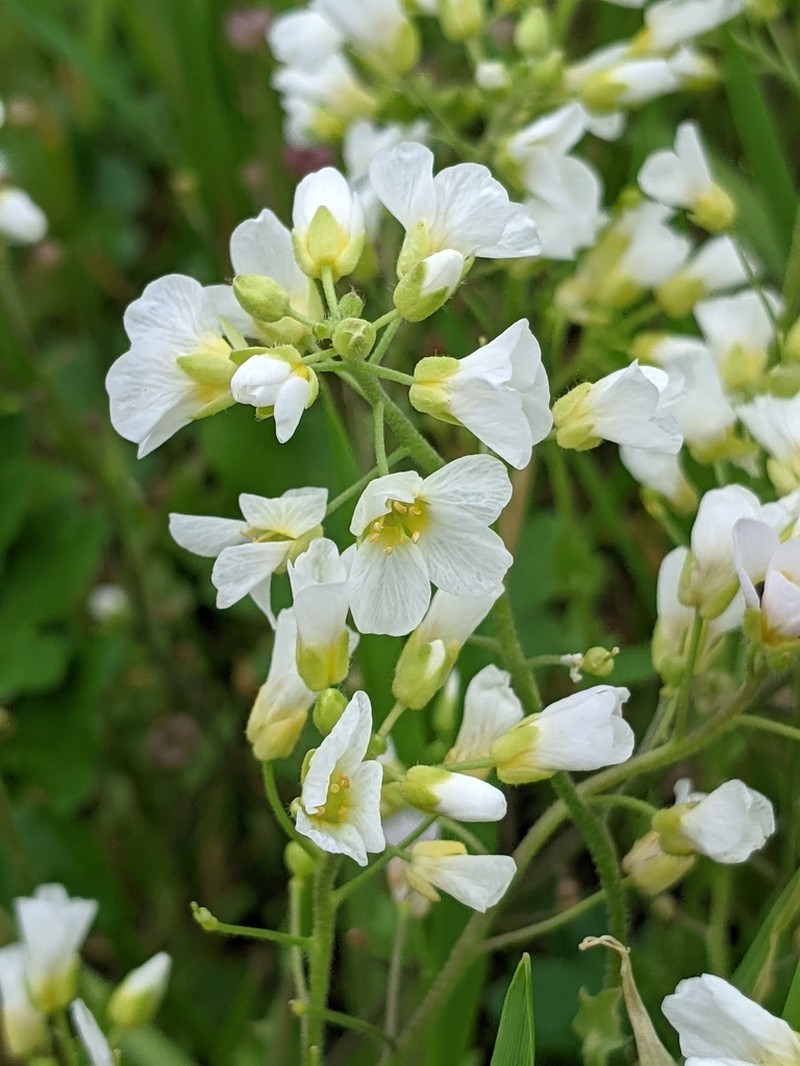 Spring Creek Bladderpod photo 2