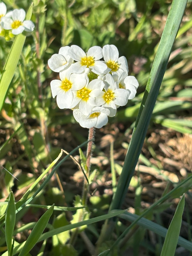 Spring Creek Bladderpod photo 3