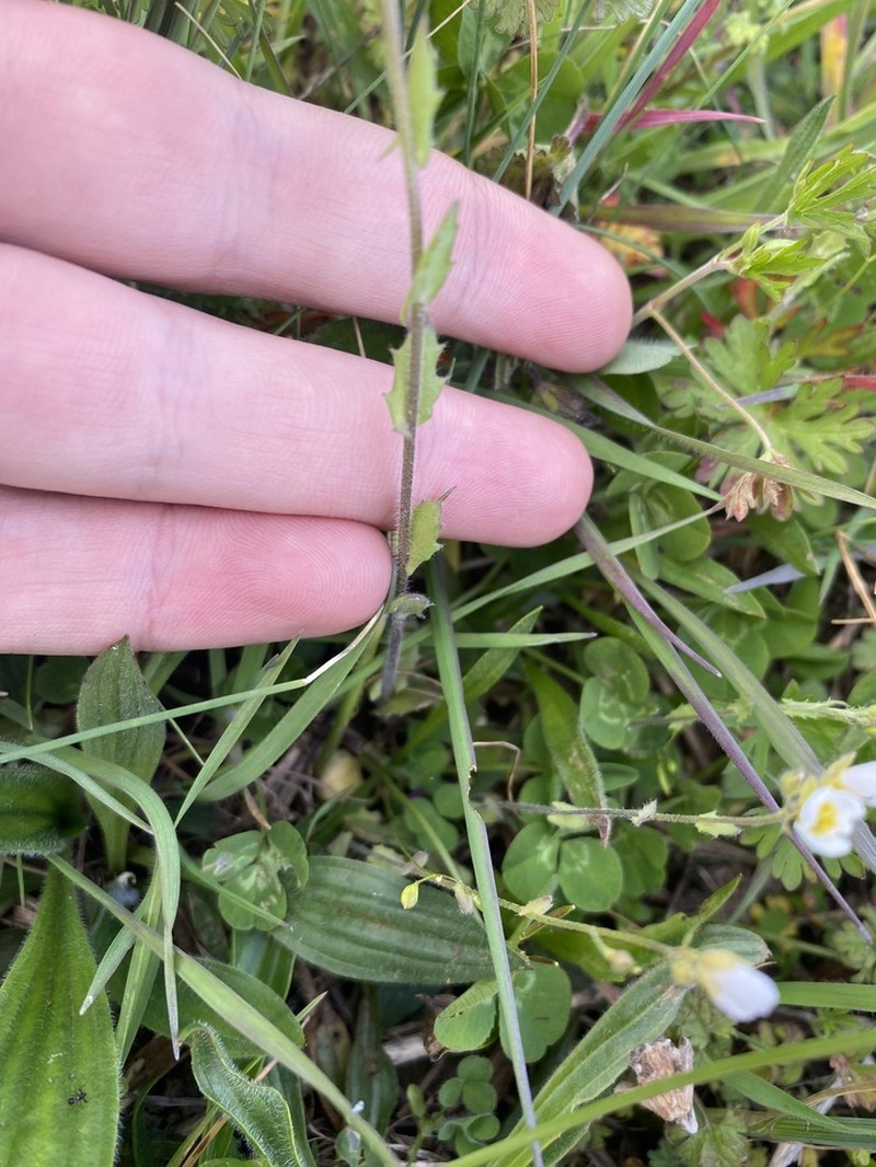 Spring Creek Bladderpod photo 4