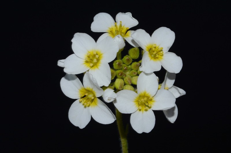 Spring Creek Bladderpod photo 5
