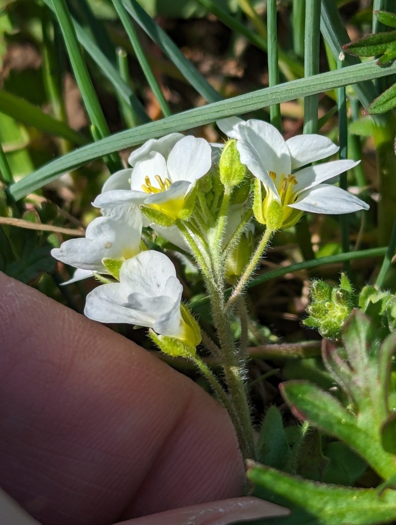 Spring Creek Bladderpod photo 6