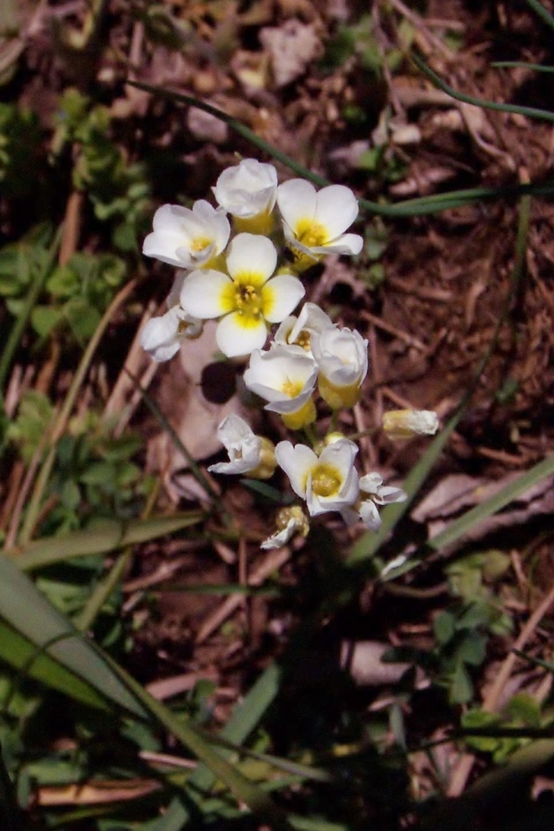Spring Creek Bladderpod photo 7