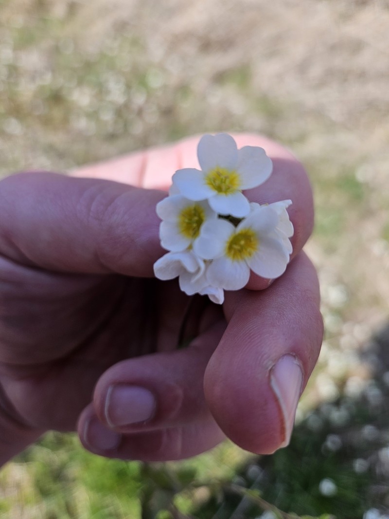 Spring Creek Bladderpod photo 8