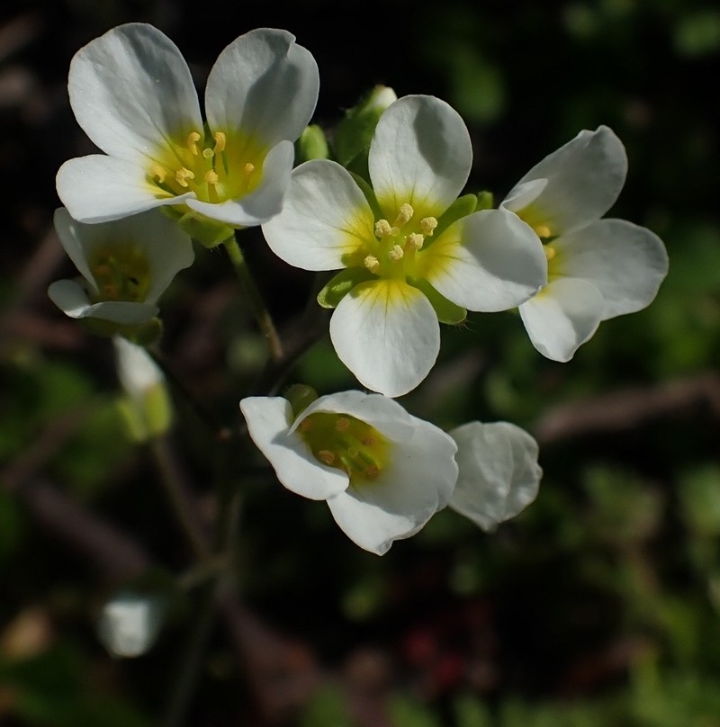 Stone River Bladderpod photo 3