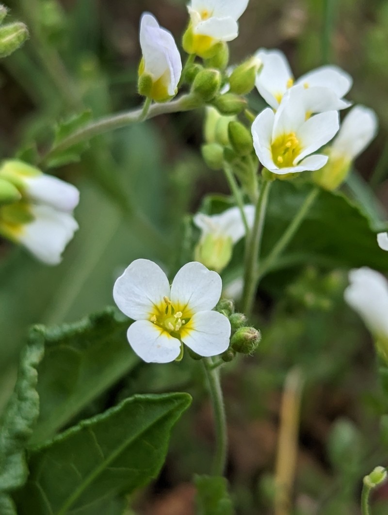 Stone River Bladderpod photo 4