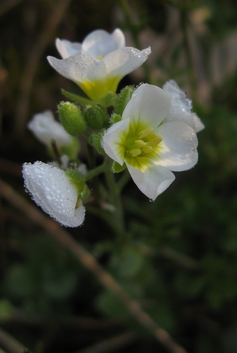 Stone River Bladderpod photo 5