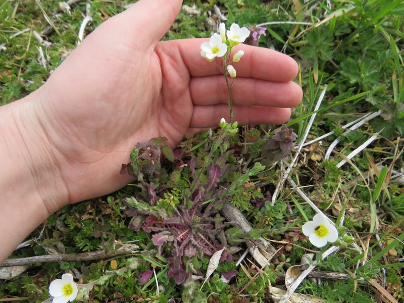 Stone River Bladderpod photo 6