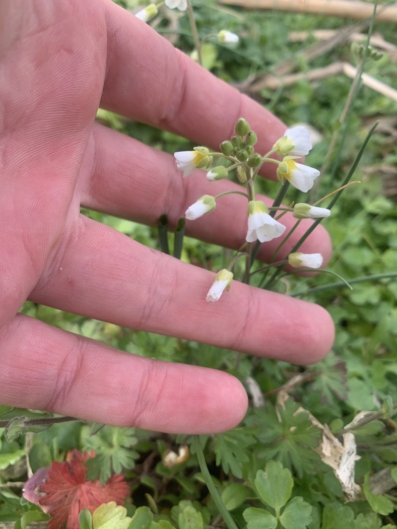 Stone River Bladderpod photo 7