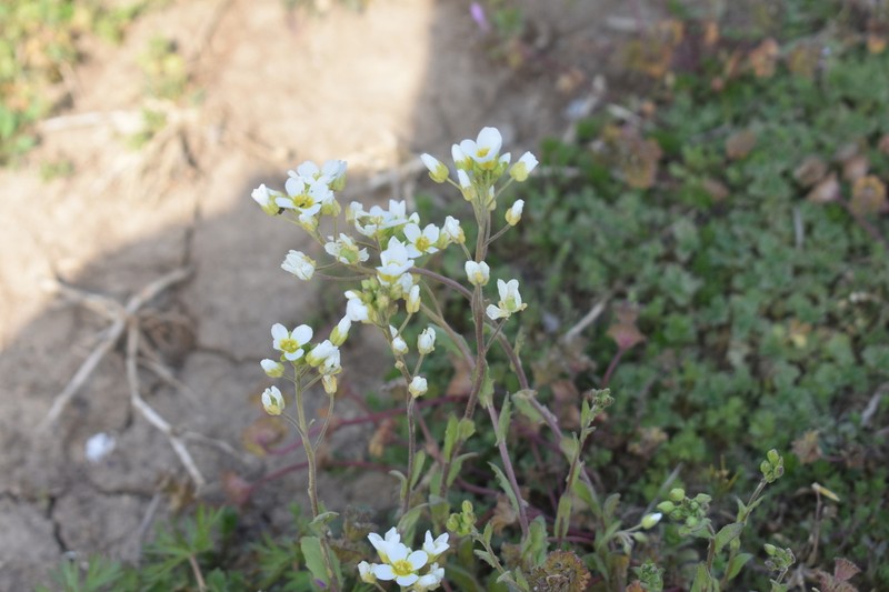 Stone River Bladderpod photo 8