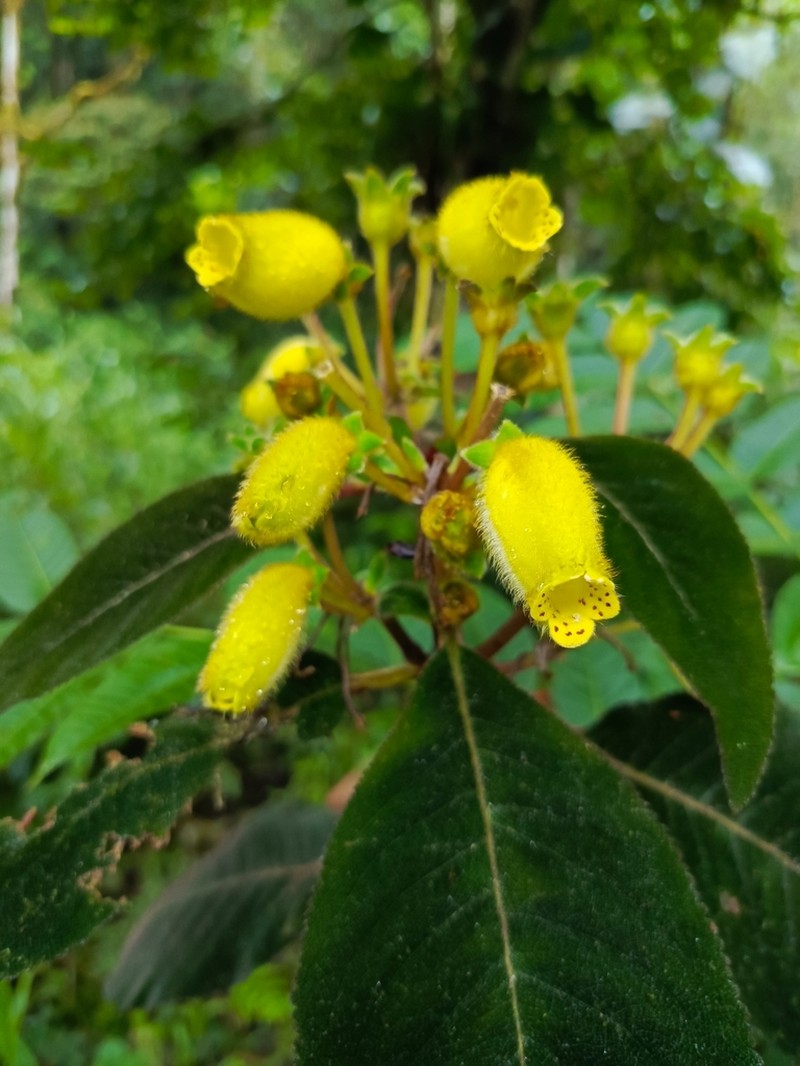 Pearcea lutea