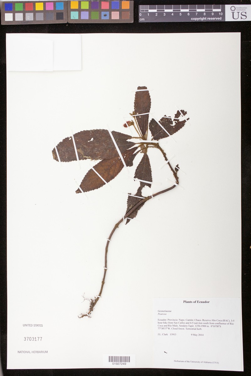 Pearcea sprucei var. sprucei