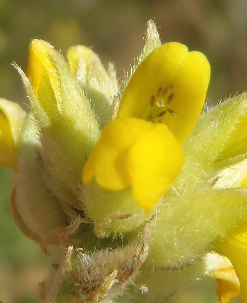 Pearsonia cajanifolia subsp. cajanifolia photo 4