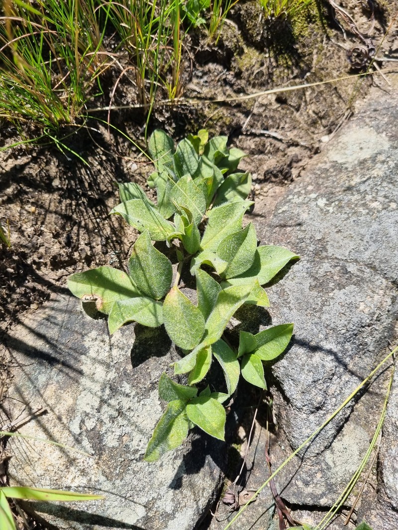 Pearsonia grandifolia subsp. grandifolia