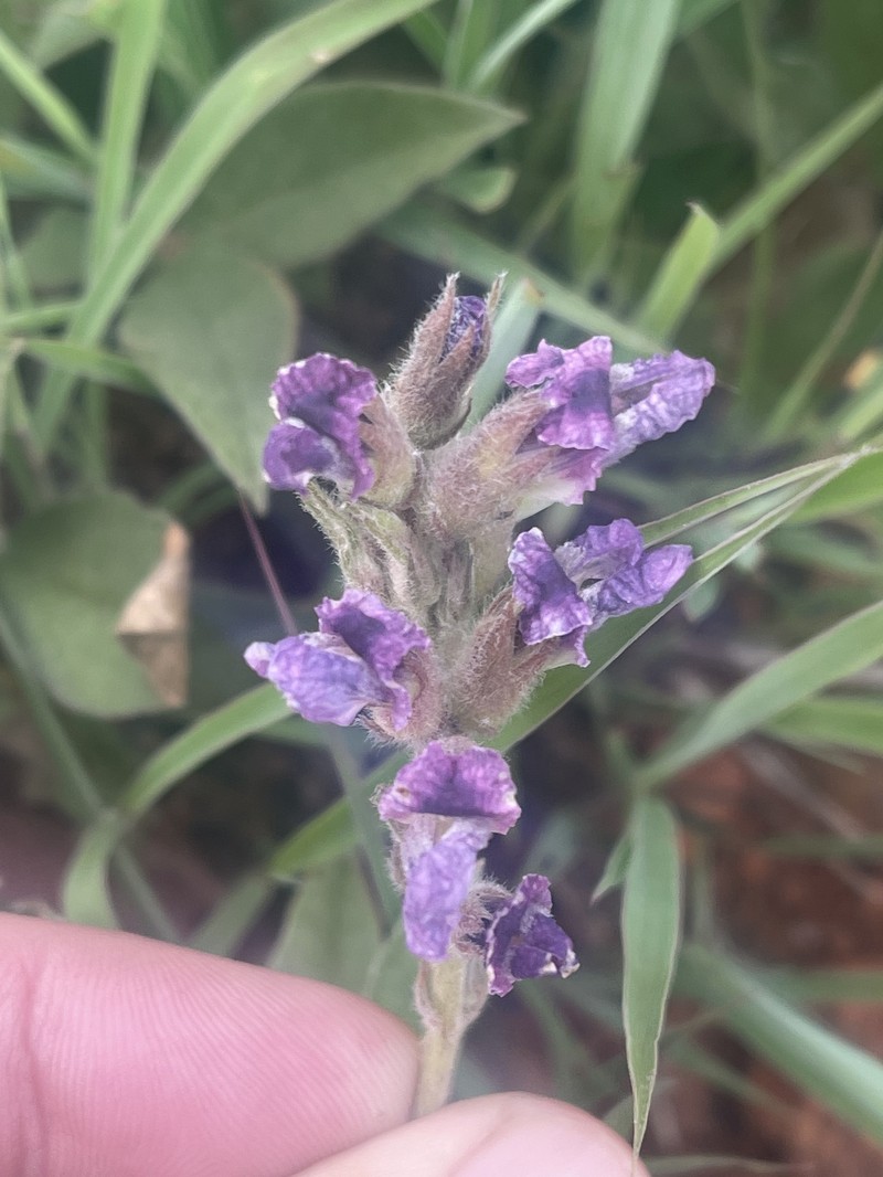 Pearsonia grandifolia subsp. grandifolia photo 2