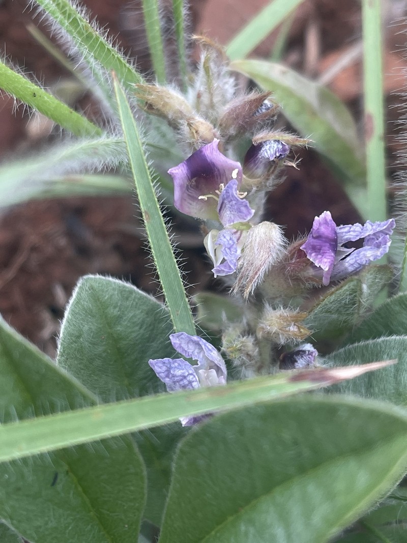 Pearsonia grandifolia subsp. grandifolia photo 3