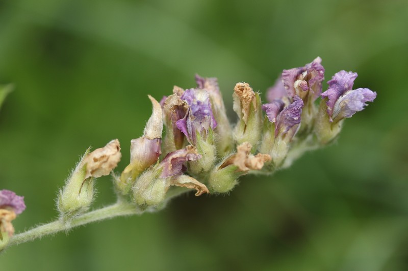 Pearsonia grandifolia subsp. grandifolia photo 4