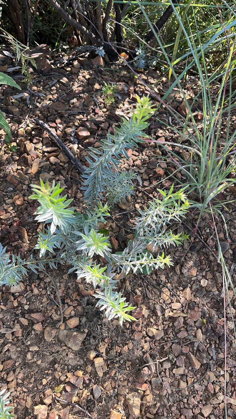 Pearsonia sessilifolia subsp. sessilifolia