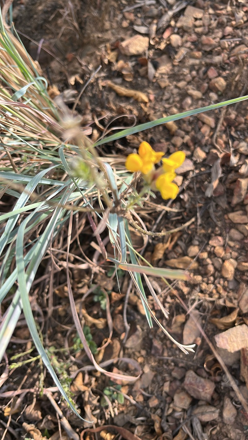 Pearsonia sessilifolia subsp. sessilifolia photo 2