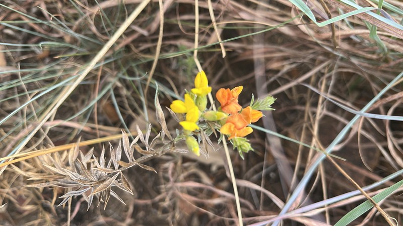 Pearsonia sessilifolia subsp. sessilifolia photo 3