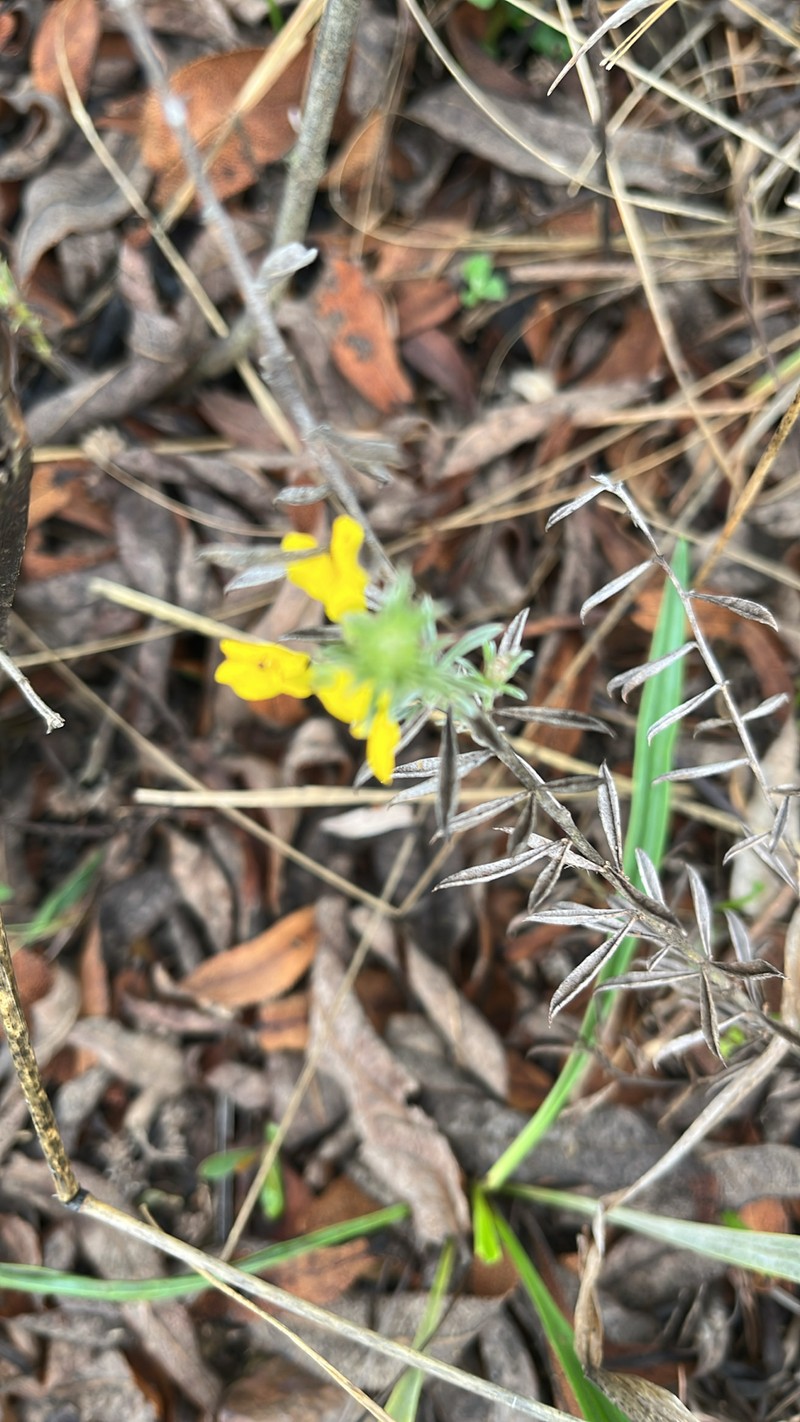 Pearsonia sessilifolia subsp. sessilifolia photo 4