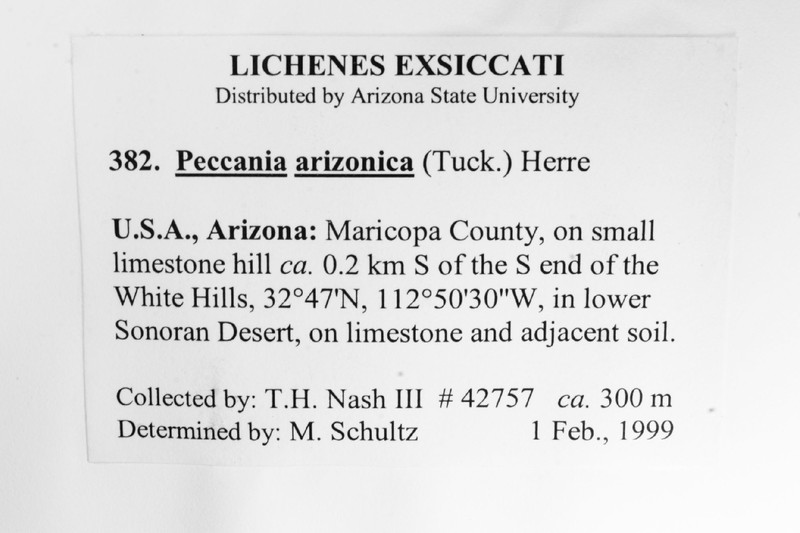 Arizona Peccania Lichen photo 4
