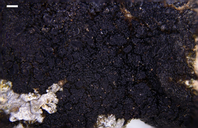 Peccania Lichen