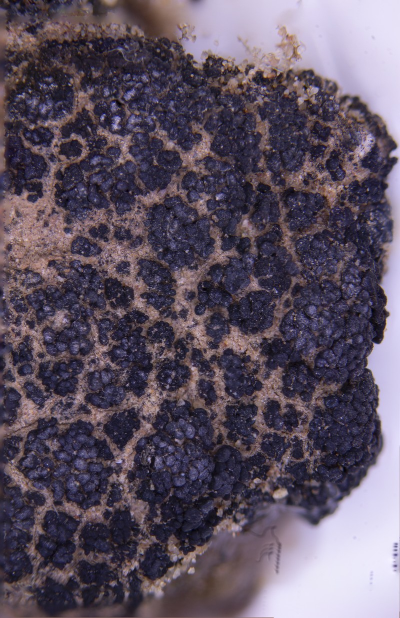 Peccania Lichen photo 2