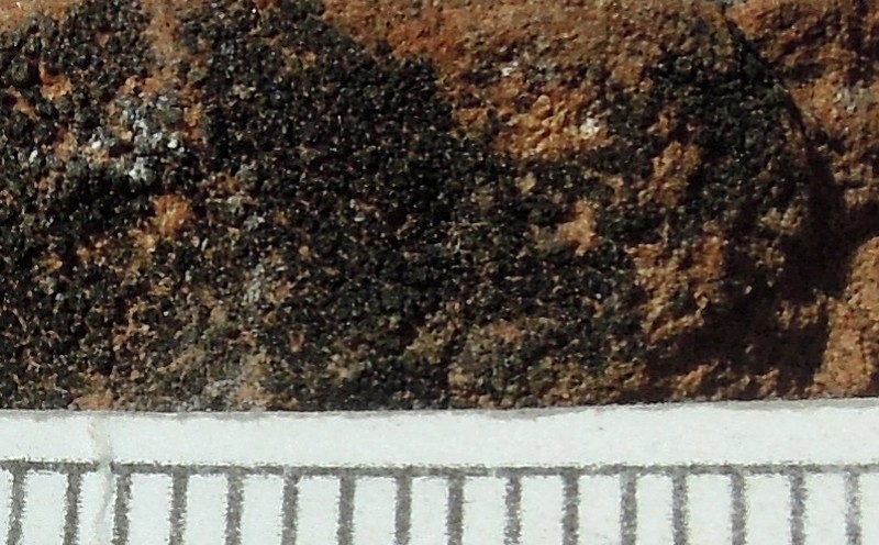 Peccania Lichen photo 3