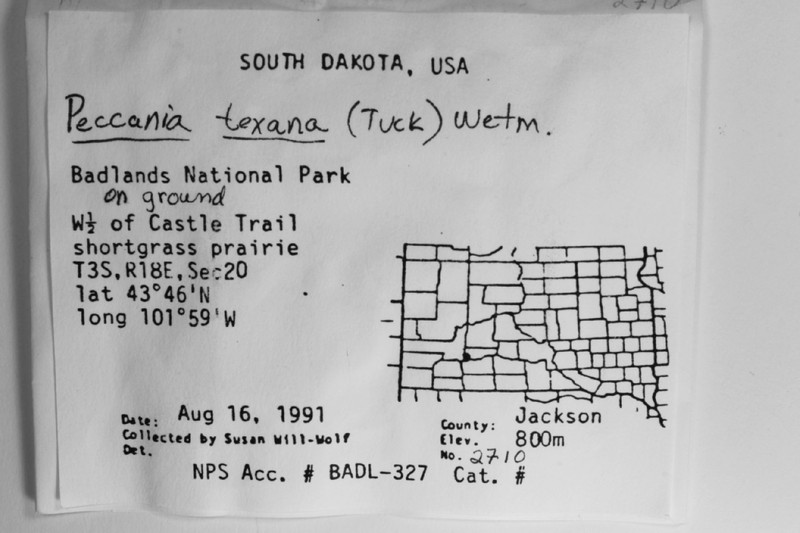 Texas Peccania Lichen