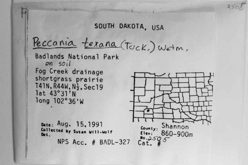 Texas Peccania Lichen photo 2