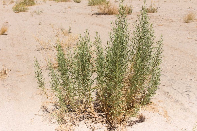 Pechuel-loeschea leubnitziae