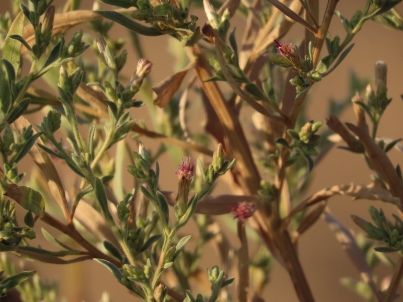 Pechuel-loeschea leubnitziae photo 2