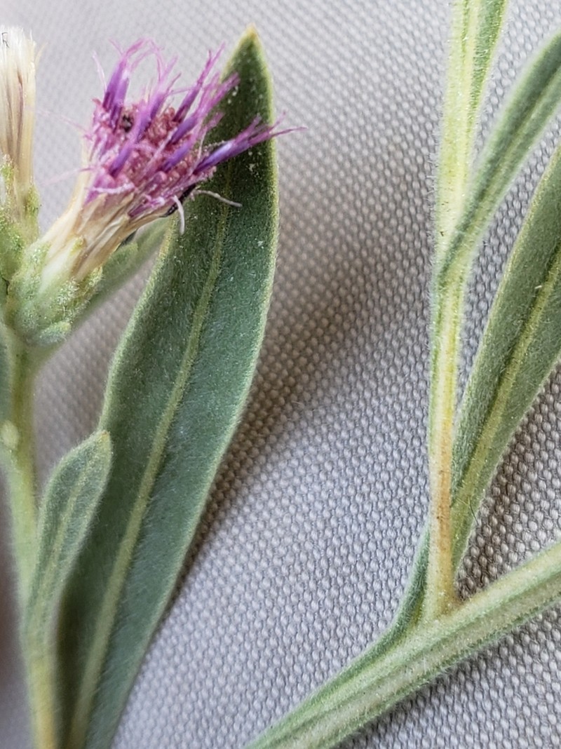 Pechuel-loeschea leubnitziae photo 3