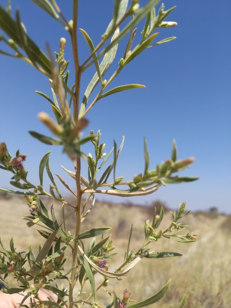 Pechuel-loeschea leubnitziae photo 4