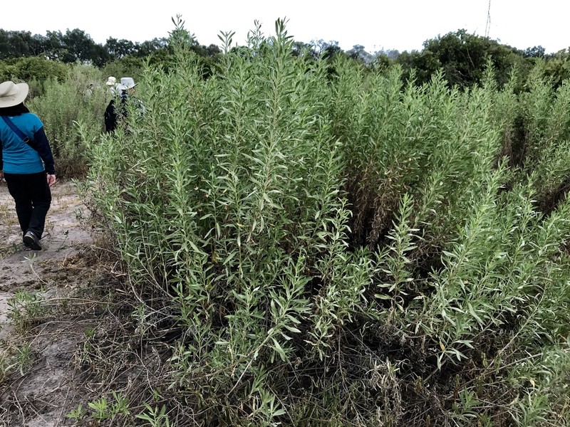 Pechuel-loeschea leubnitziae photo 5
