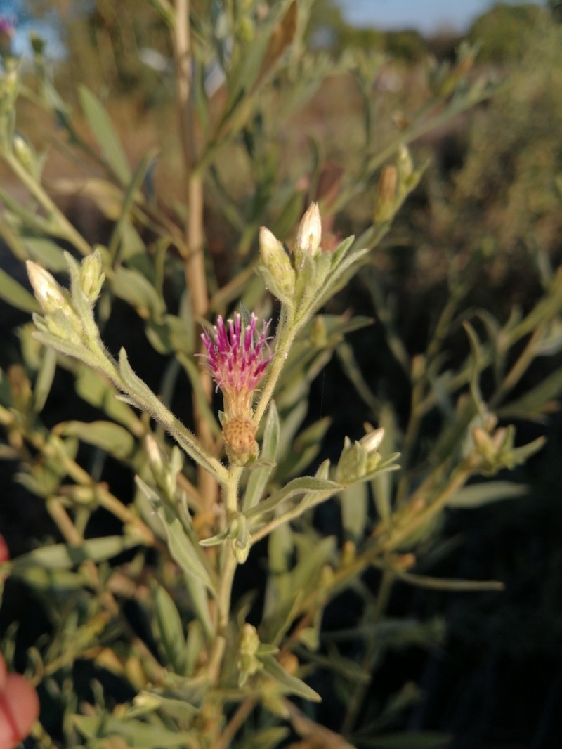 Pechuel-loeschea leubnitziae photo 6