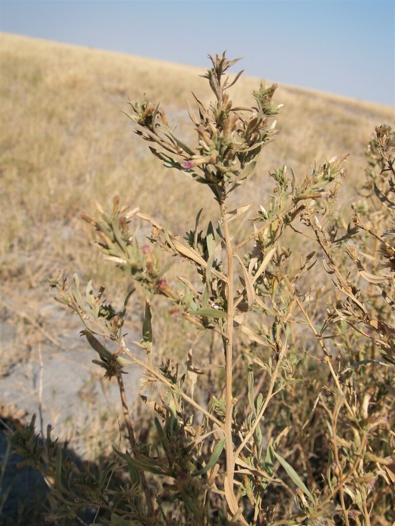 Pechuel-loeschea leubnitziae photo 7