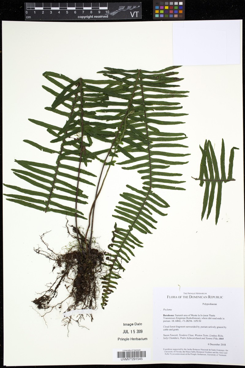 Pecluma absidata