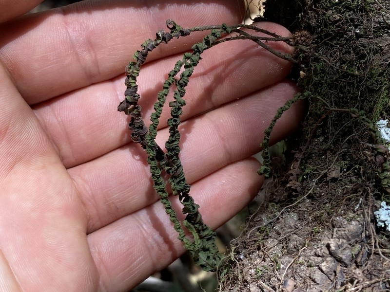 Pecluma alfredii