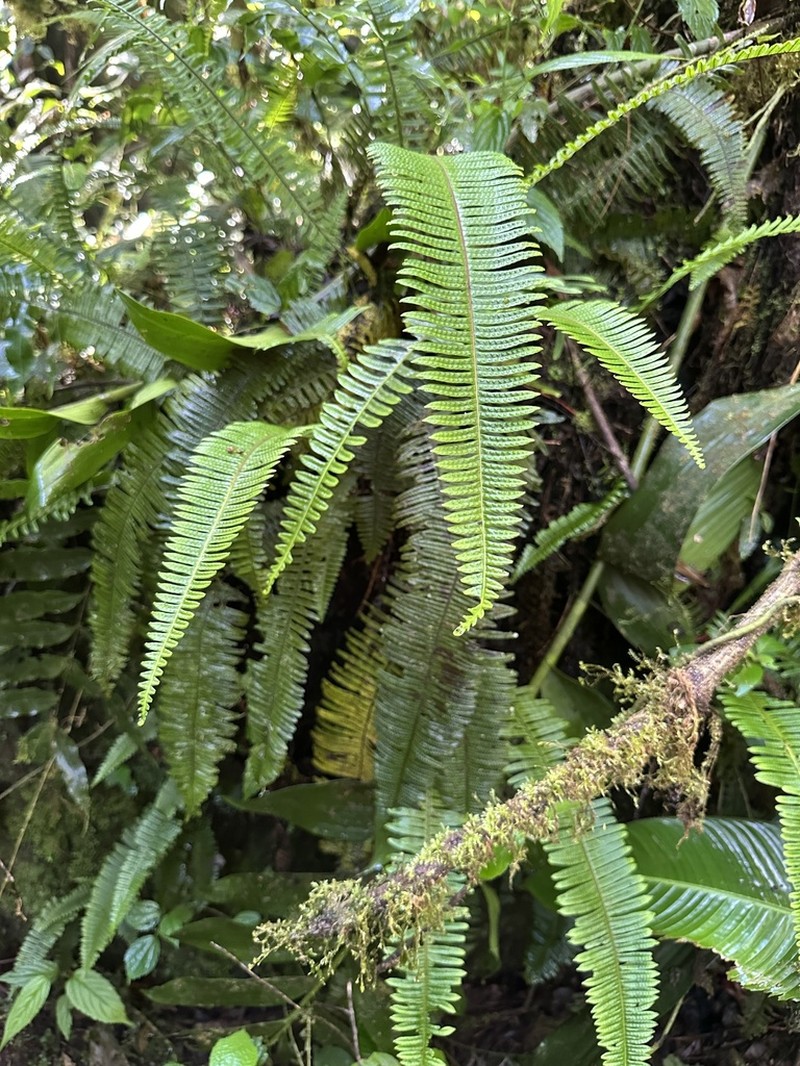 Pecluma alfredii photo 2