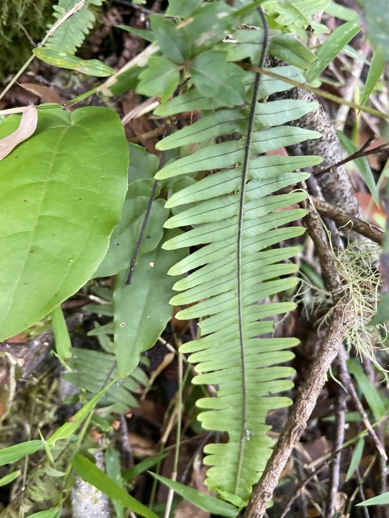 Pecluma alfredii photo 3