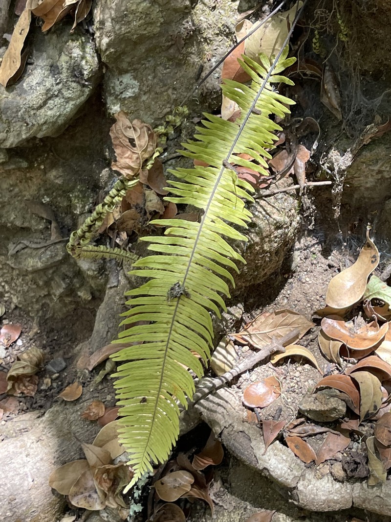 Pecluma alfredii photo 5