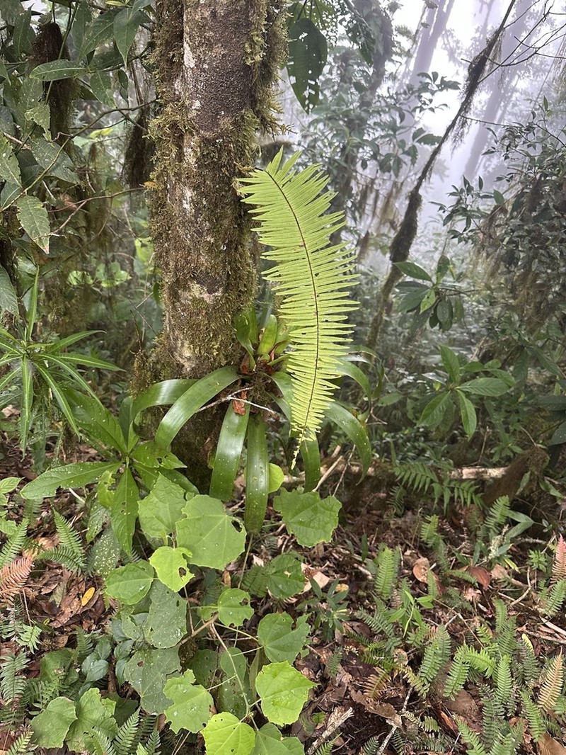 Pecluma alfredii photo 6