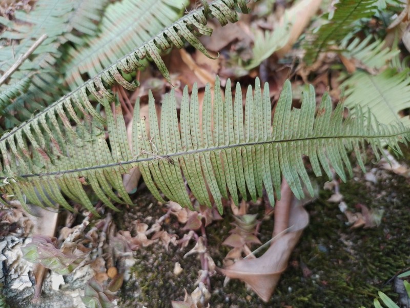 Pecluma alfredii photo 7