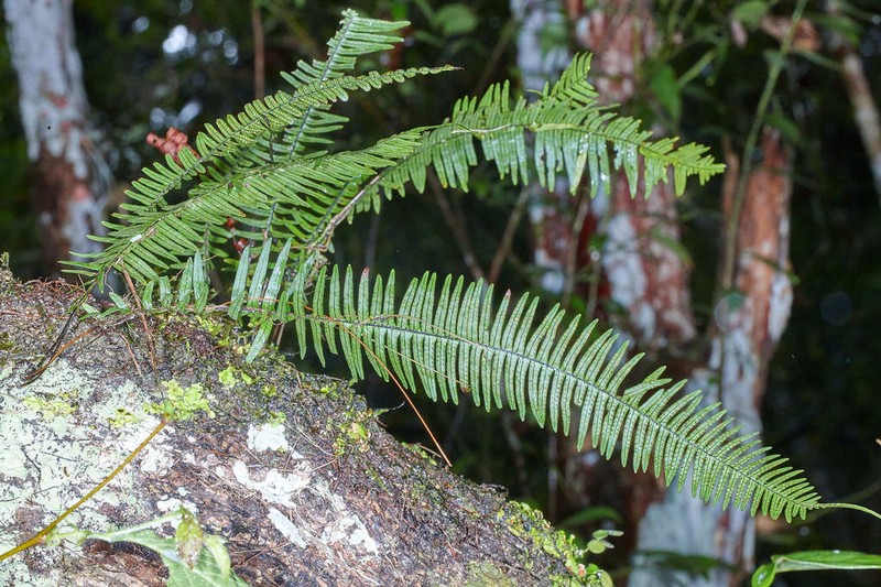 Pecluma alfredii photo 8